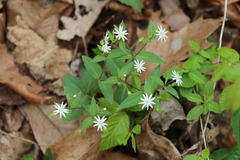 Stellaria pubera