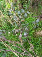 Rubus fruticosus