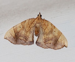 Eulithis diversilineata