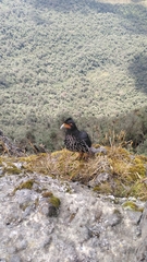 Daptrius carunculatus