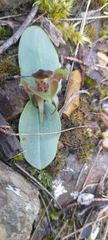 Chiloglottis triceratops