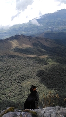 Daptrius carunculatus