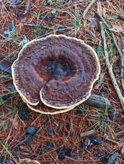 Phaeolus