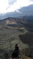 Daptrius carunculatus