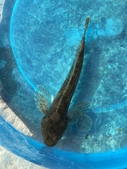 Cottus