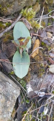 Chiloglottis triceratops
