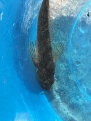 Cottus
