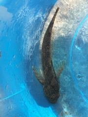 Cottus