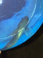 Cottus