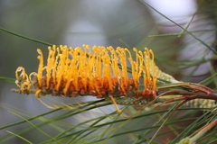 Grevillea pteridifolia
