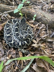 Crotalus adamanteus