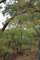 Grevillea pteridifolia