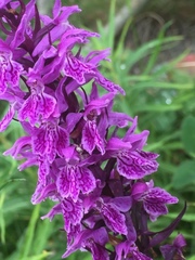Dactylorhiza saccifera