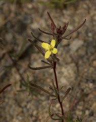 Camissonia dentata