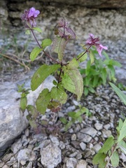 Stachys palustris