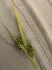 Carex pallescens