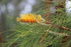 Grevillea pteridifolia