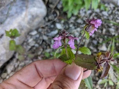 Stachys palustris