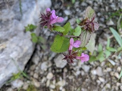 Stachys palustris