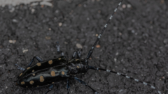 Anoplophora glabripennis