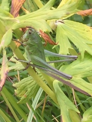 Psorodonotus