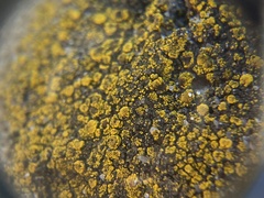 Candelariella