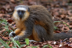Plecturocebus vieirai