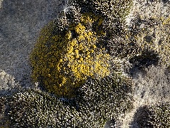 Candelariella