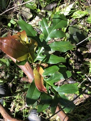 Stenocarpus sinuatus