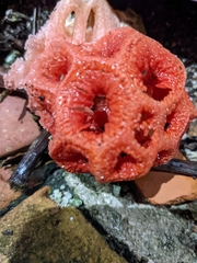 Clathrus crispus