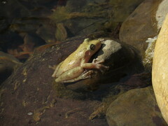 Scinax
