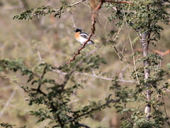 Batis pririt affinis