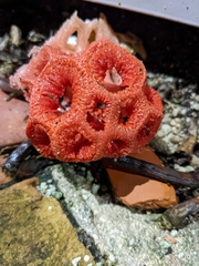 Clathrus crispus