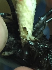 Procambarus pubescens