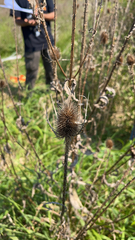 Dipsacus