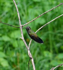 Lampornis clemenciae