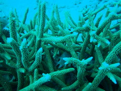 Acropora muricata