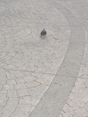 Columba livia