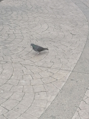 Columba livia