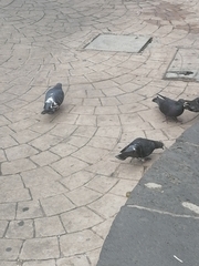 Columba livia