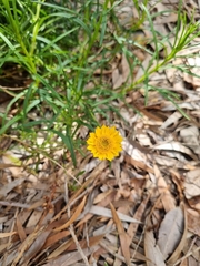Xerochrysum viscosum