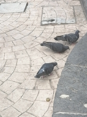 Columba livia