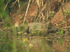 Caiman latirostris
