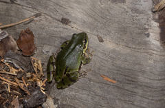 Hyla wrightorum