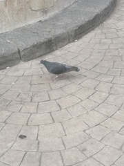 Columba livia
