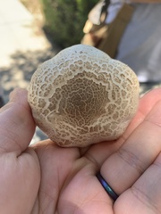 Agaricus californicus