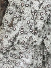 Lecanactis subfarinosa