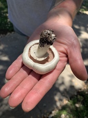 Agaricus californicus