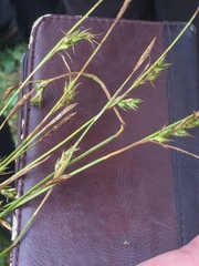 Carex michelii