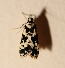Eudonia aphrodes